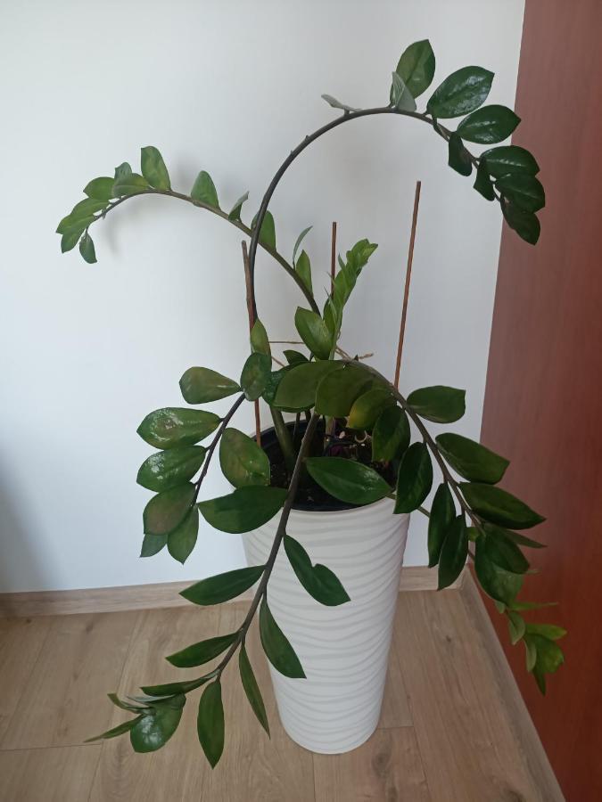 Pomaranczowa Apartment Szczecin Luaran gambar